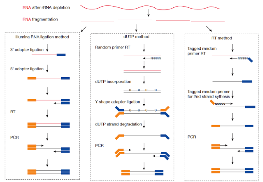 cDNA prep