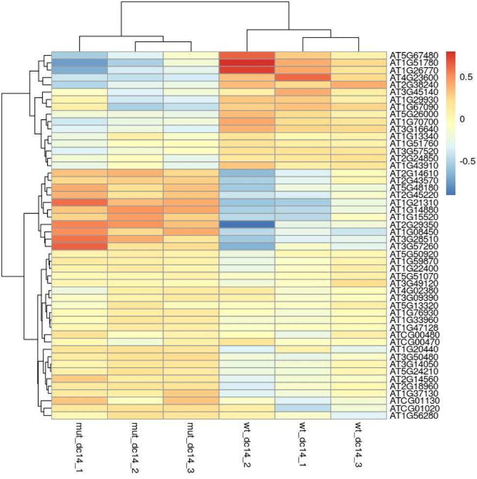 DESeq2 heatmap