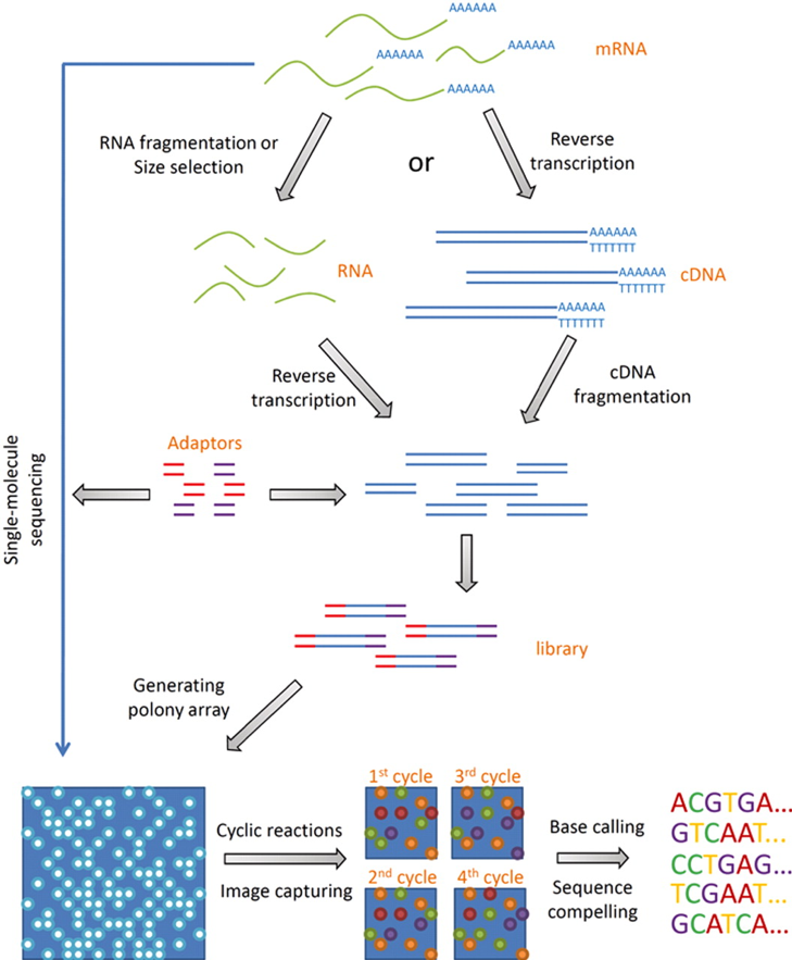RNA-Seq Overview